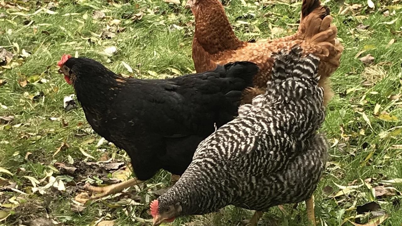 Unsere glücklichen Hühner Unsere glücklichen Hühner